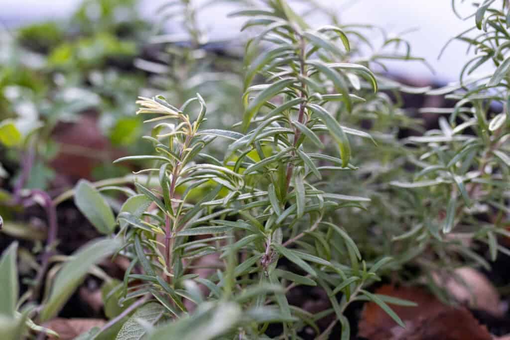overwintered rosemary herb plant