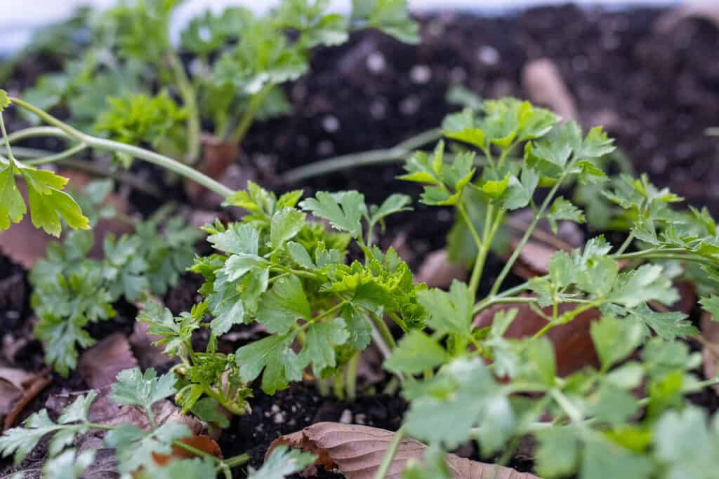 overwintered parsley