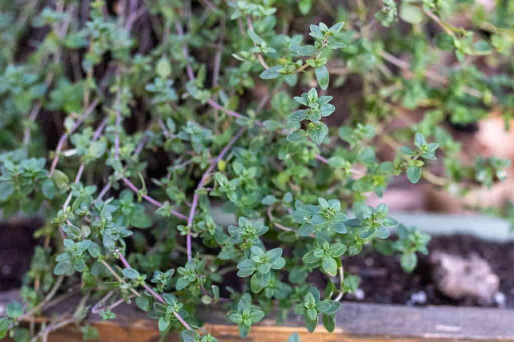 thyme overwintered