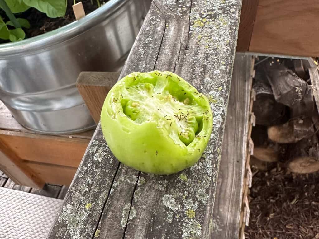 an unripened tomato has part of it bitten off by a squirrel