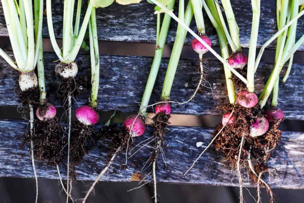 radish container garden