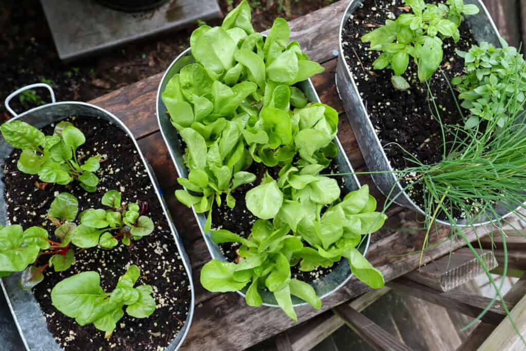 container gardening
