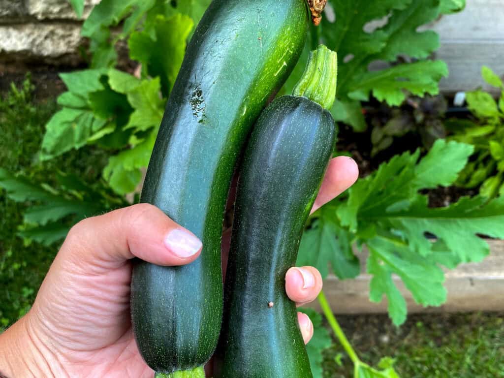 urban gardener with two zucchinis