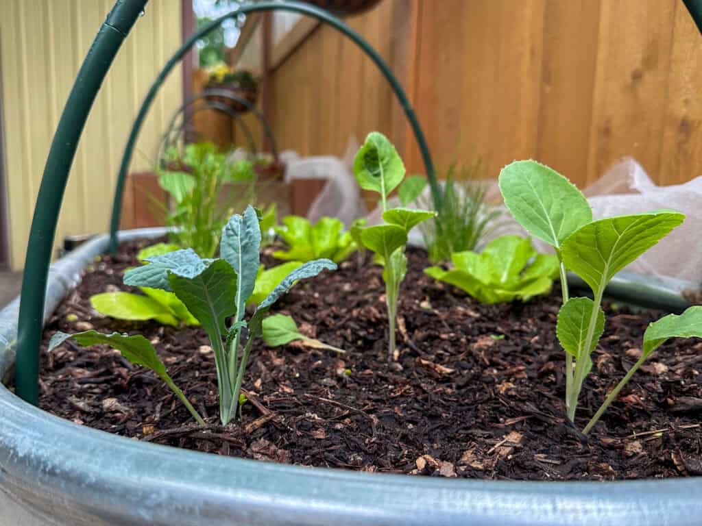 container gardening with starter vegetable plants