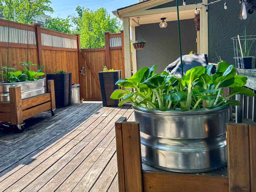 urban vegetable garden