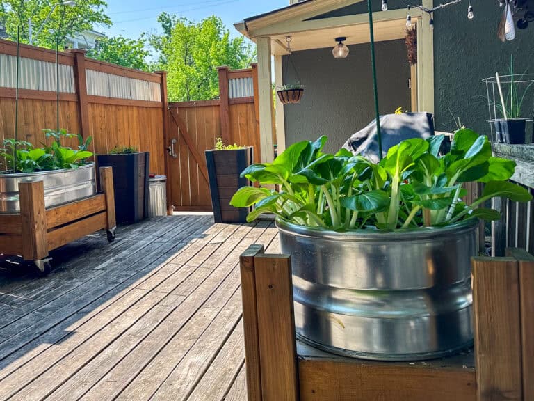 urban vegetable garden