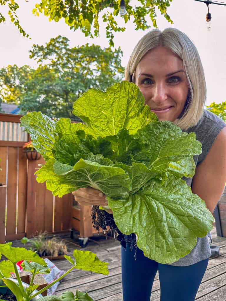 urban gardener with a large cabbage