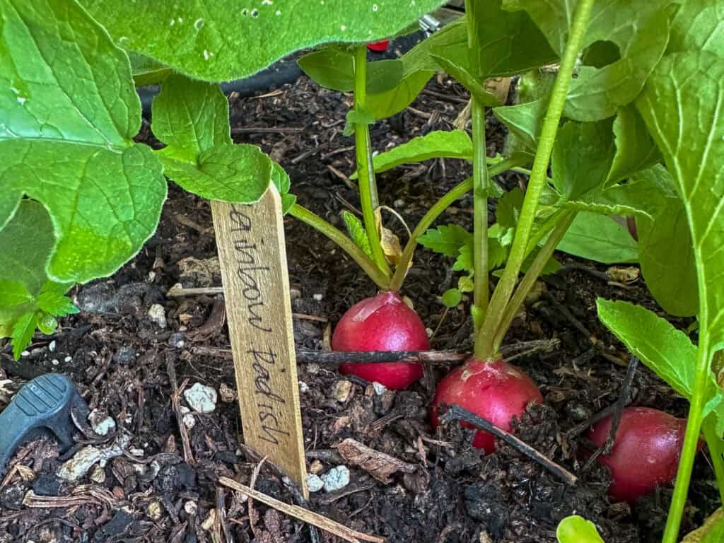 radish container gardening