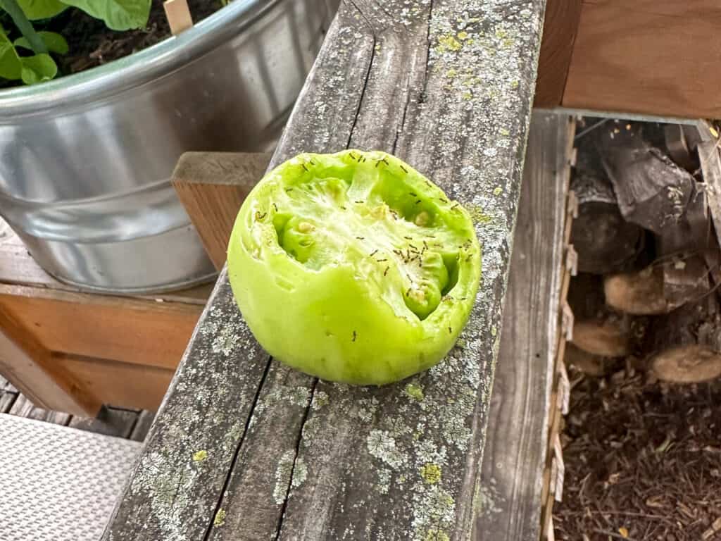 squirrels in the vegetable garden