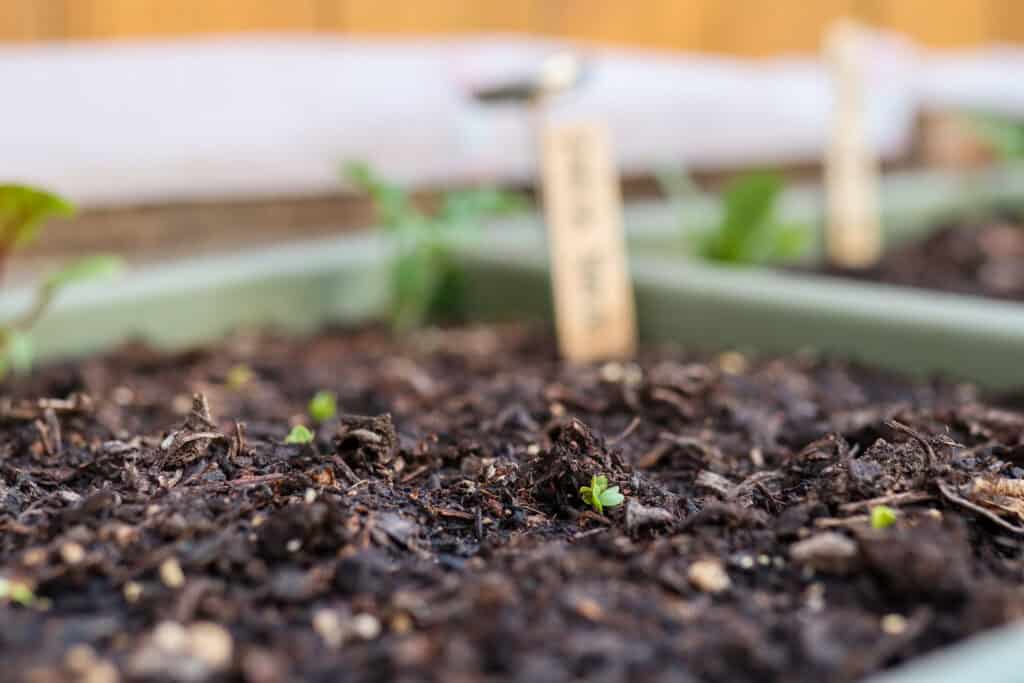 spring container garden radish