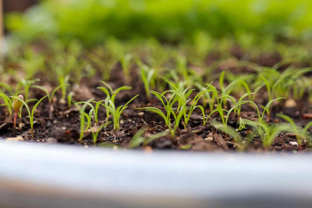 spring container garden carrot
