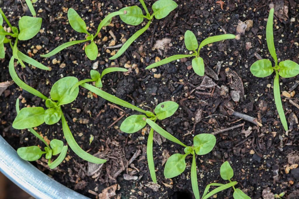 spring container garden spinach