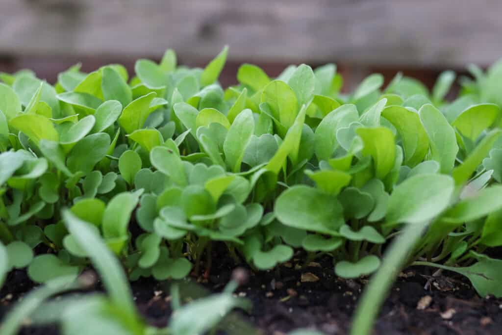 spring container garden arugula
