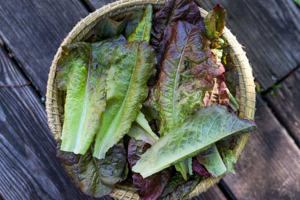 lettuce harvest