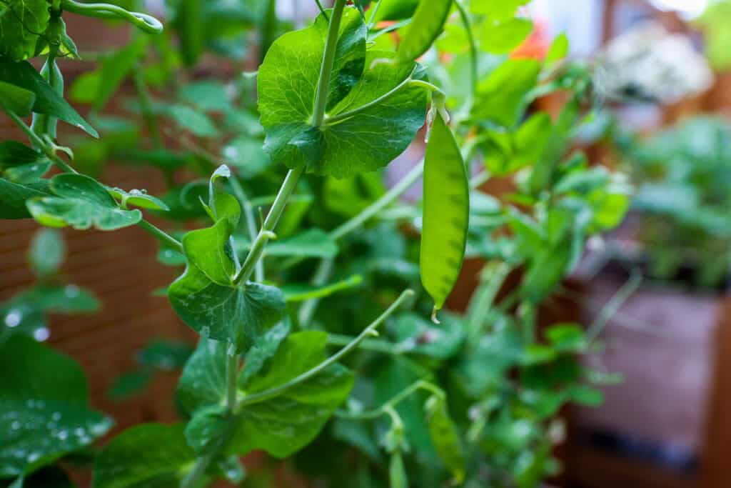 snow pea