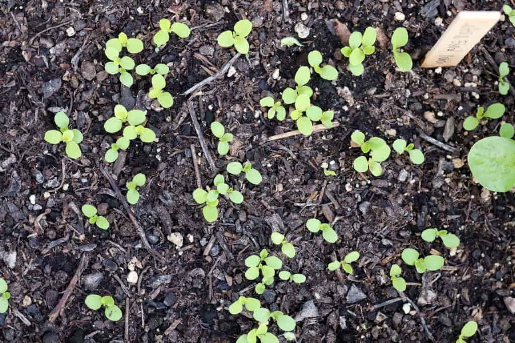 seedlings germinated