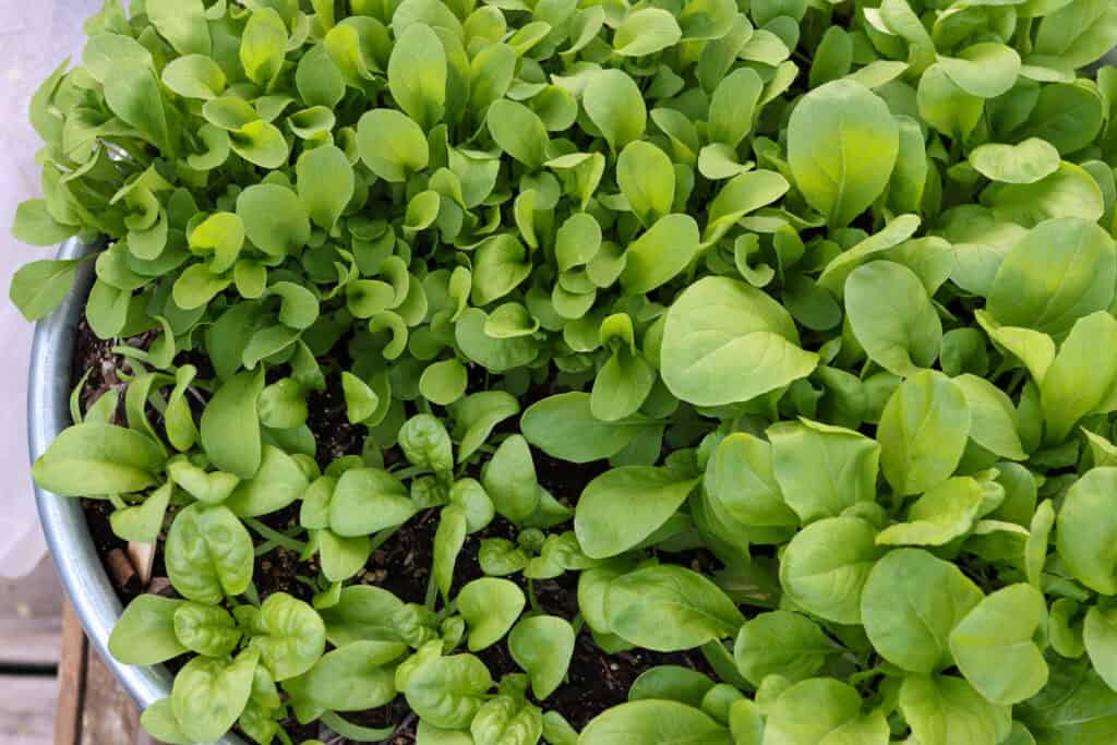 mustard spinach