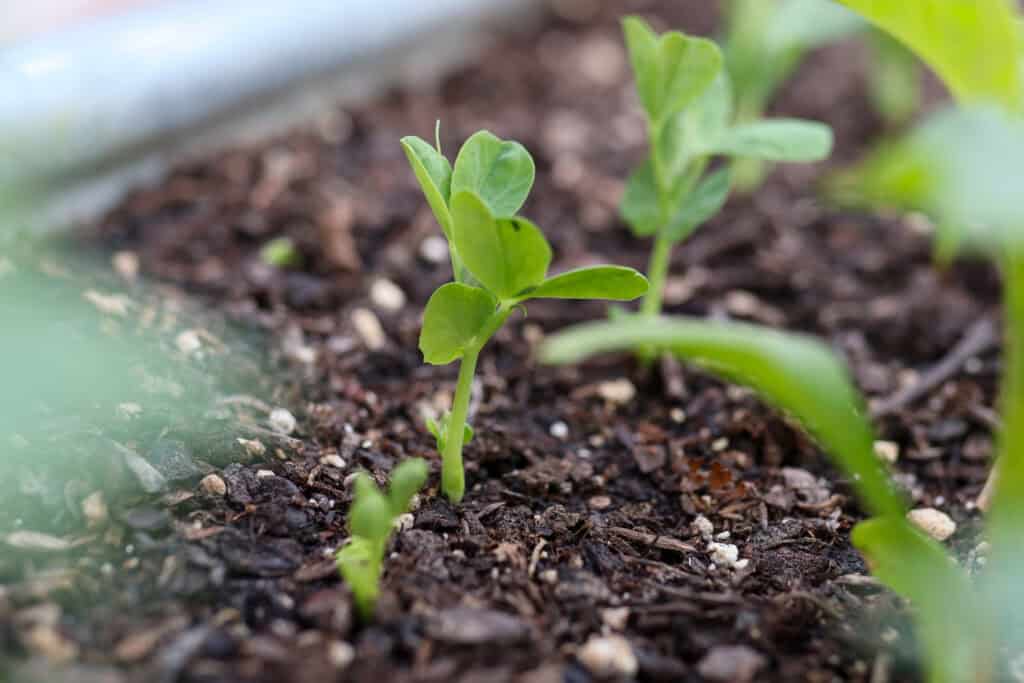 pea shoots
