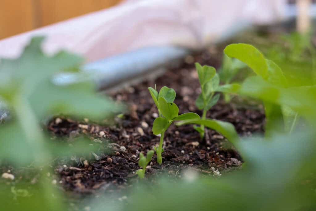 pea seedling