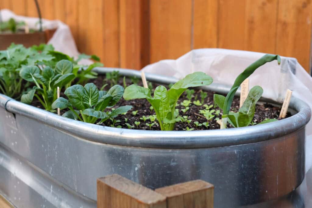 spring vegetables in containers