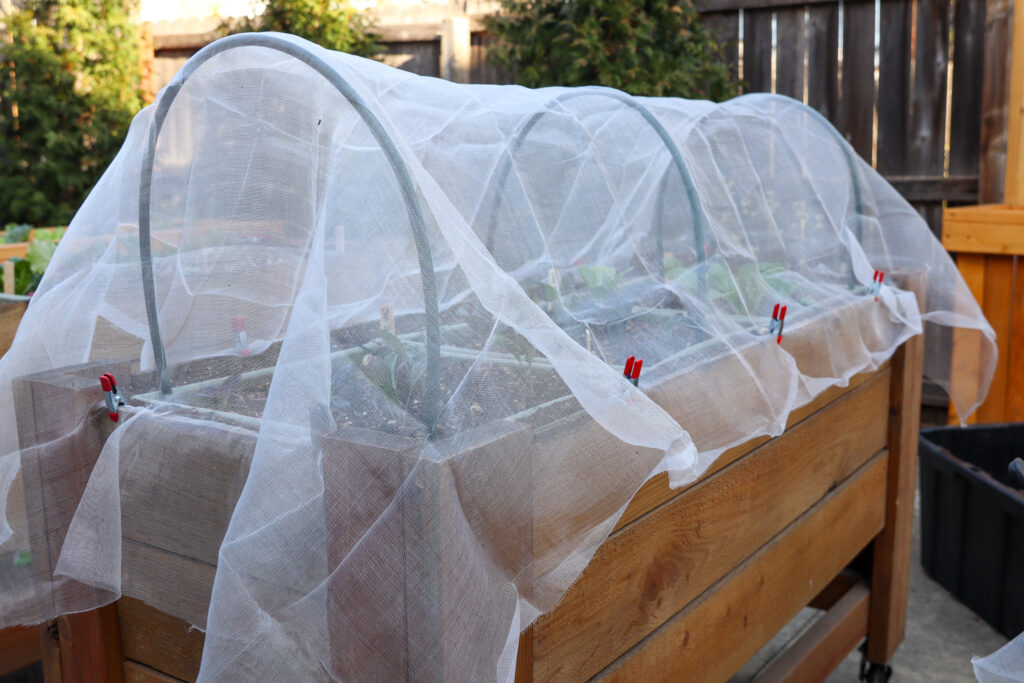 container garden